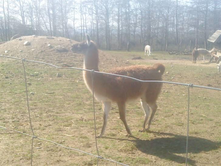 Odsherred dyrepark - En lama til xD billede 59