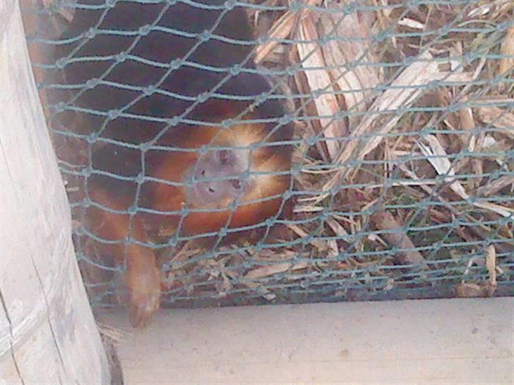 Odsherred dyrepark - En sjov abe =D billede 60