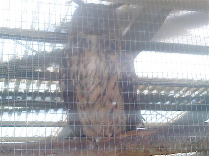 Odsherred dyrepark - En ugle C; billede 61