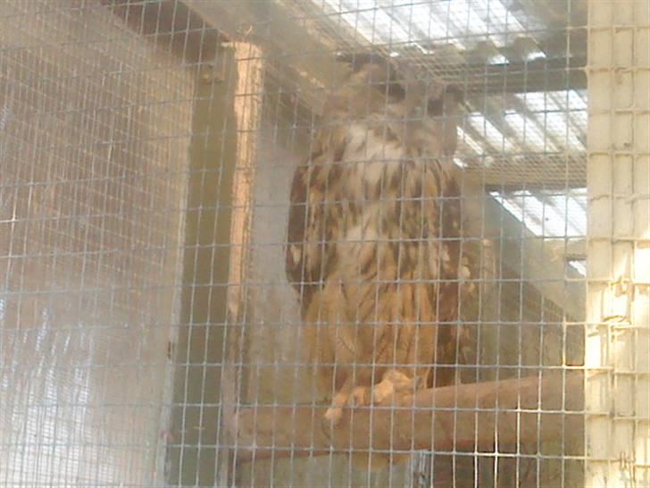 Odsherred dyrepark - En ugle til! ö billede 62