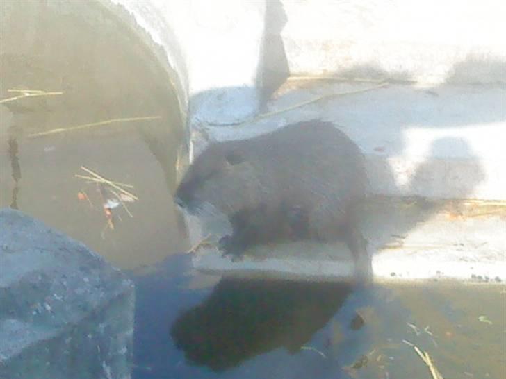 Odsherred dyrepark - En bevæer d; billede 63