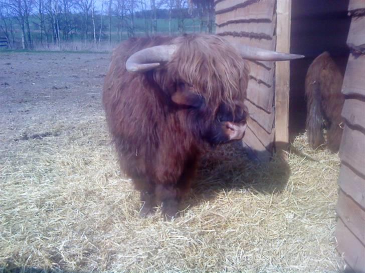 Odsherred dyrepark - Stor bisonokse xD billede 64