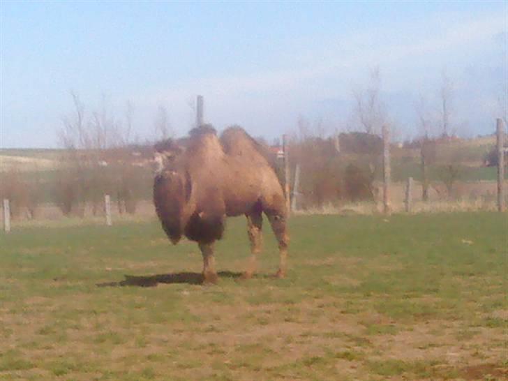 Odsherred dyrepark - En stor kamel eller dromadar :) billede 65
