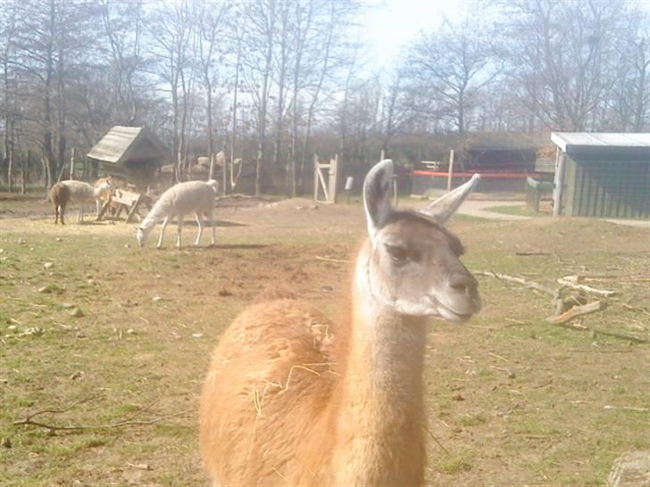 Odsherred dyrepark - En lama ö billede 66