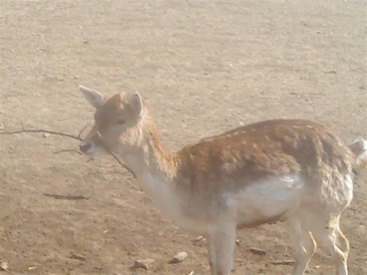 Odsherred dyrepark - Et lille dådyr :* billede 67