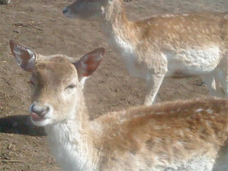 Odsherred dyrepark - Sødt dådyr xD billede 68
