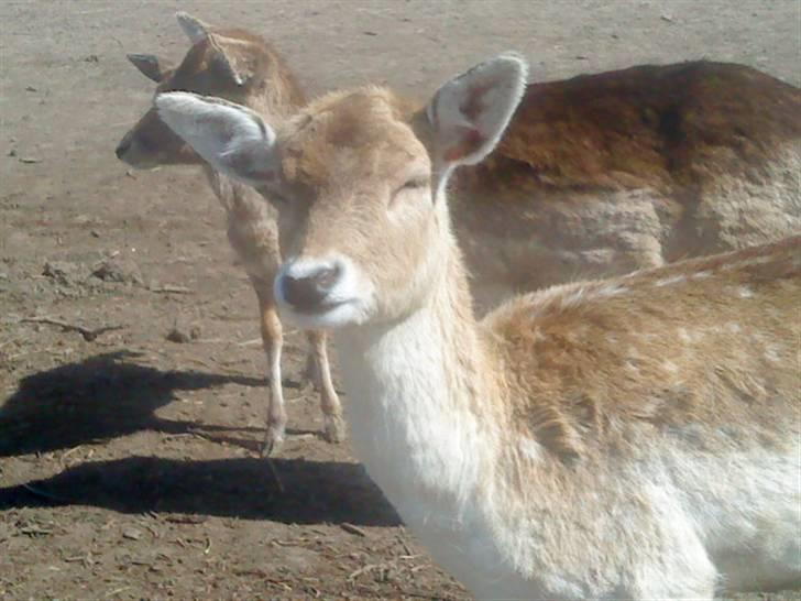 Odsherred dyrepark - Dådyr! C; billede 69