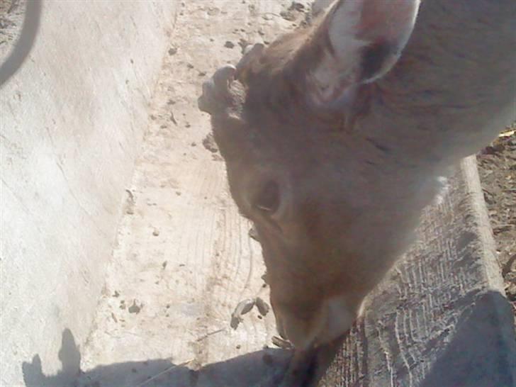 Odsherred dyrepark - Kært dådyr xD billede 70