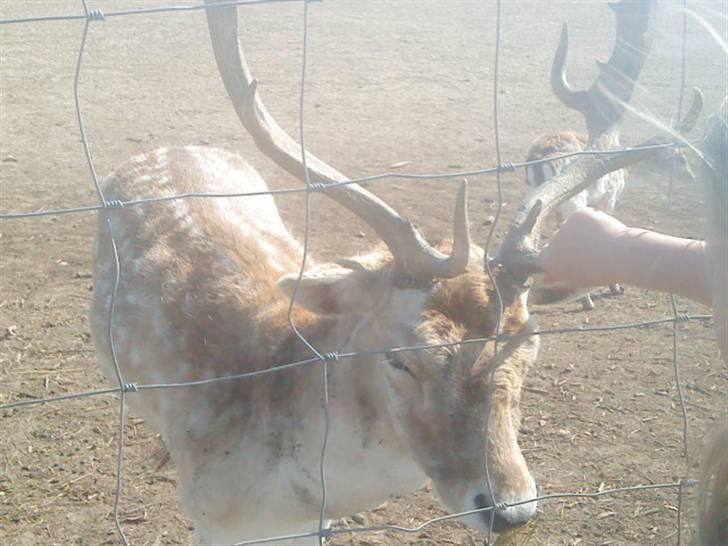 Odsherred dyrepark - Far dådyr d; billede 71