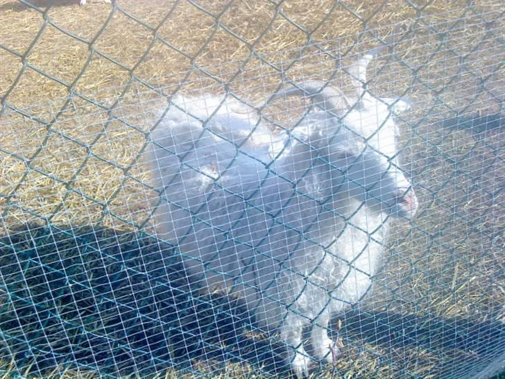 Odsherred dyrepark - Et lille får :B billede 72