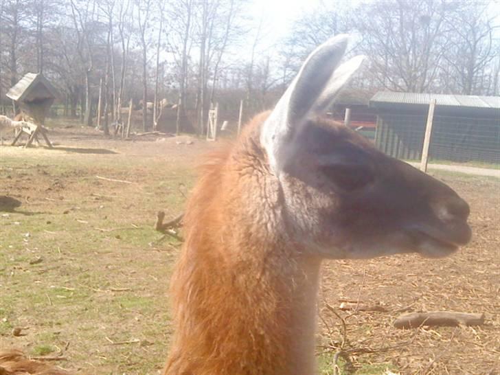 Odsherred dyrepark - Lama C; billede 73
