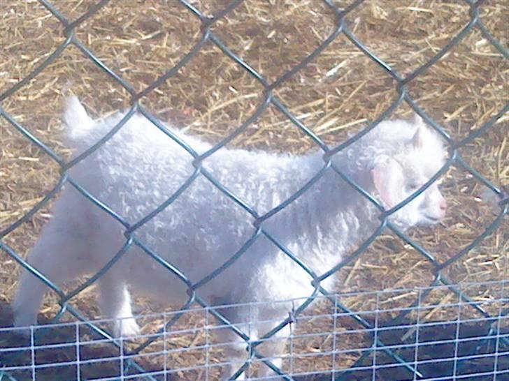 Odsherred dyrepark - Lam xD billede 74