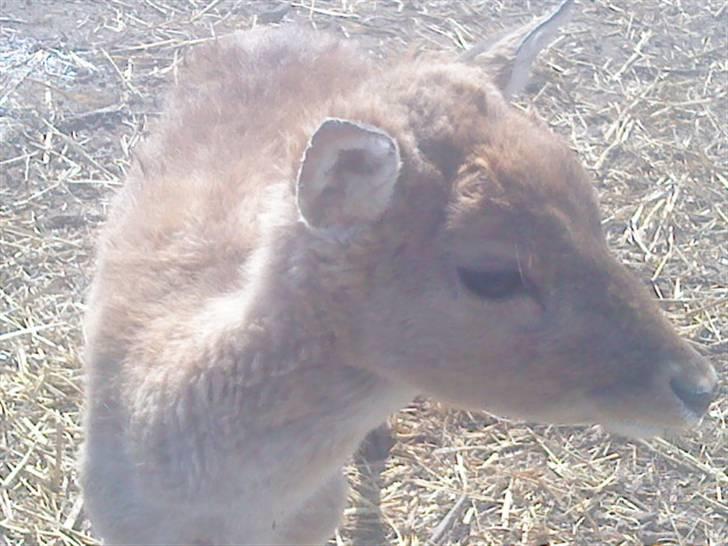 Odsherred dyrepark - Dådyr ;) billede 75