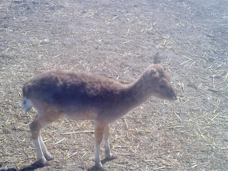 Odsherred dyrepark - Dårdyr :* billede 76