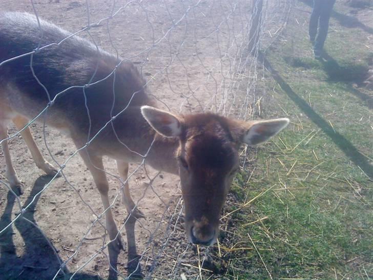 Odsherred dyrepark - Dådyr d; billede 77