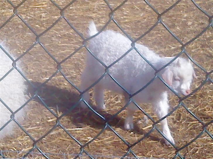 Odsherred dyrepark - Lille lam xD billede 78