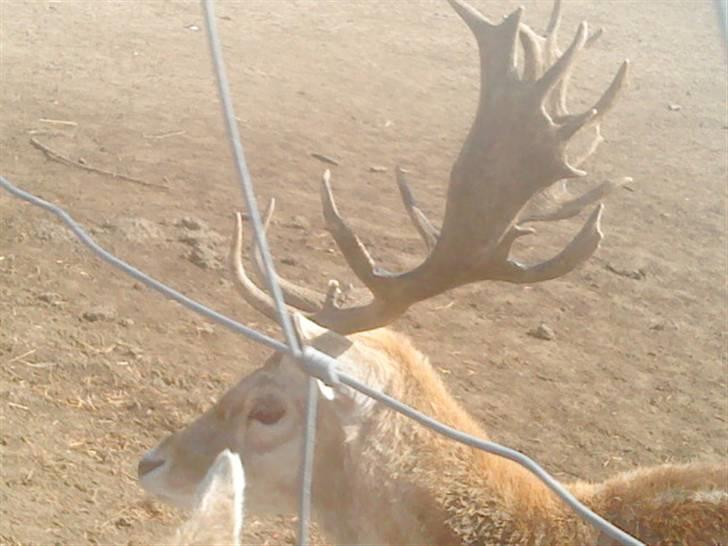 Odsherred dyrepark - Far dådyr :) billede 79