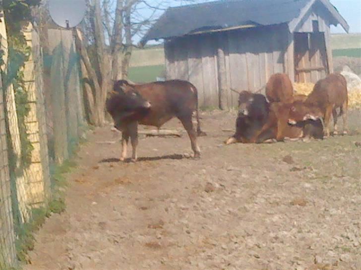 Odsherred dyrepark - En flok køer =D billede 80