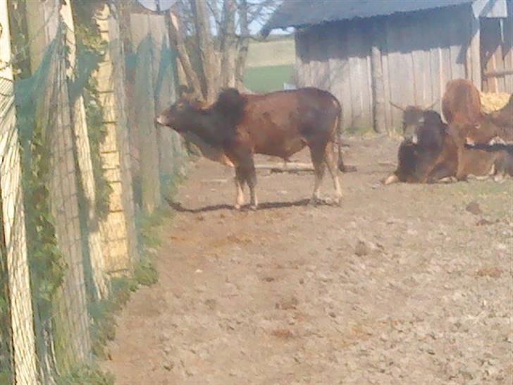 Odsherred dyrepark - En flok køer =) billede 81