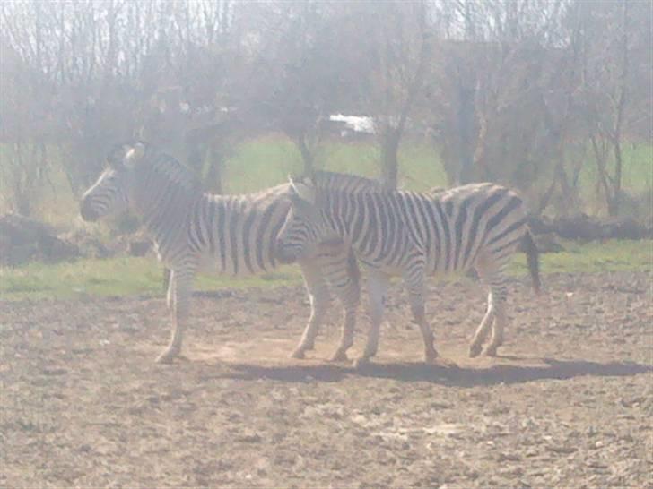 Odsherred dyrepark - 2 zebraer ;* billede 82