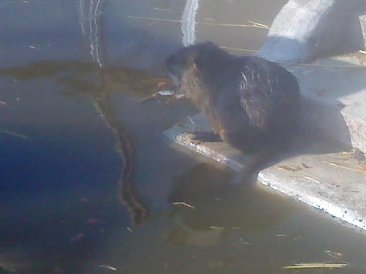 Odsherred dyrepark - En bevæger xD billede 83