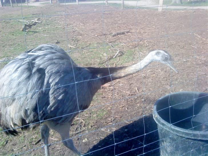 Odsherred dyrepark - En struds :) billede 84