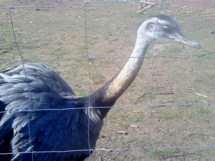 Odsherred dyrepark - En struds til d; billede 85