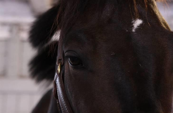 VIKTOR, FOTOGRAF : KARIN RØNNEBÆK.  billede 6