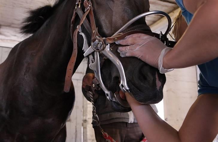 VIKTOR, FOTOGRAF : KARIN RØNNEBÆK.  billede 7