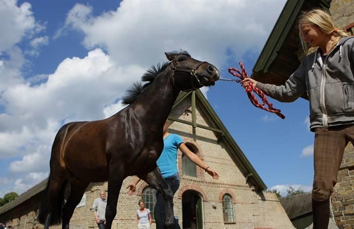 VIKTOR, FOTOGRAF : KARIN RØNNEBÆK.  billede 10