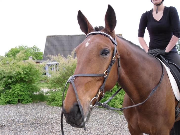 Nickey dullet op (:  billede 1