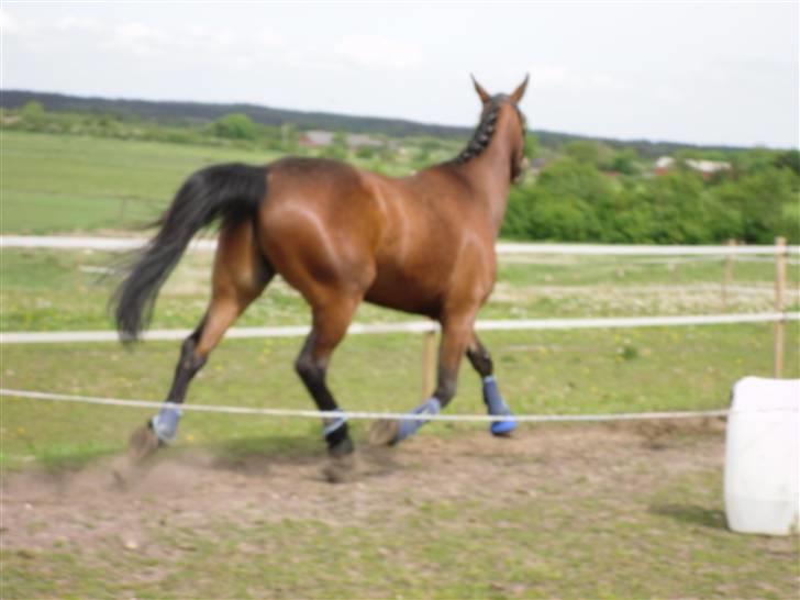 Nickey dullet op (:  billede 49