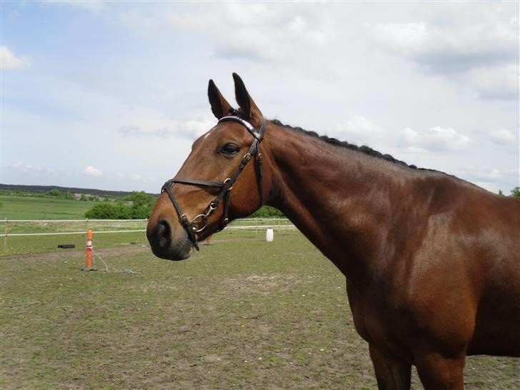 Nickey dullet op (:  billede 56