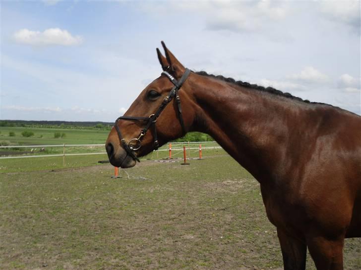 Nickey dullet op (:  billede 57