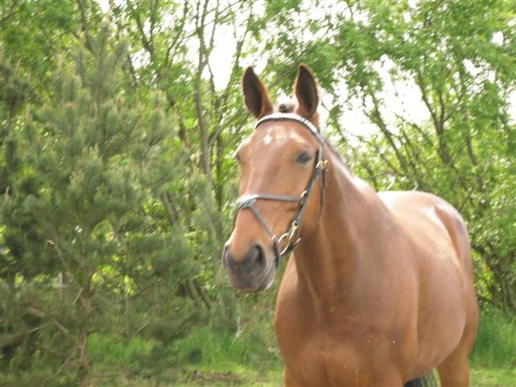 Nickey dullet op (:  billede 59