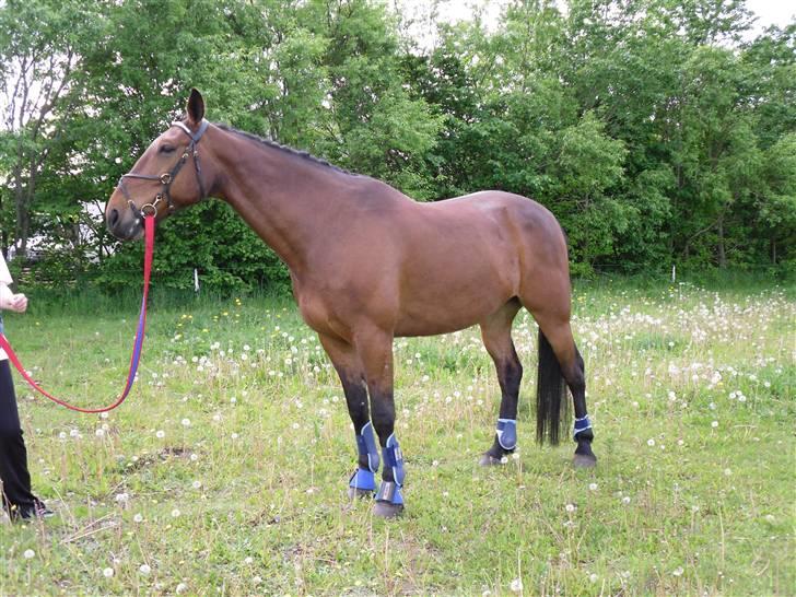 Nickey dullet op (:  billede 64