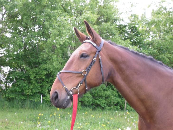 Nickey dullet op (:  billede 65