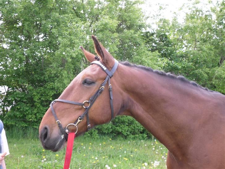 Nickey dullet op (:  billede 66