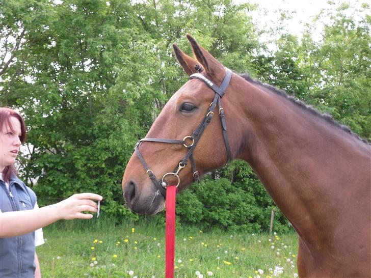 Nickey dullet op (:  billede 67