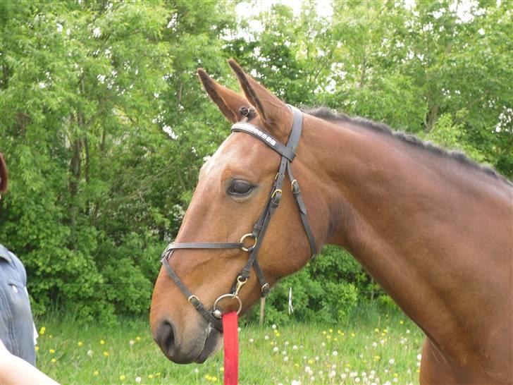 Nickey dullet op (:  billede 68