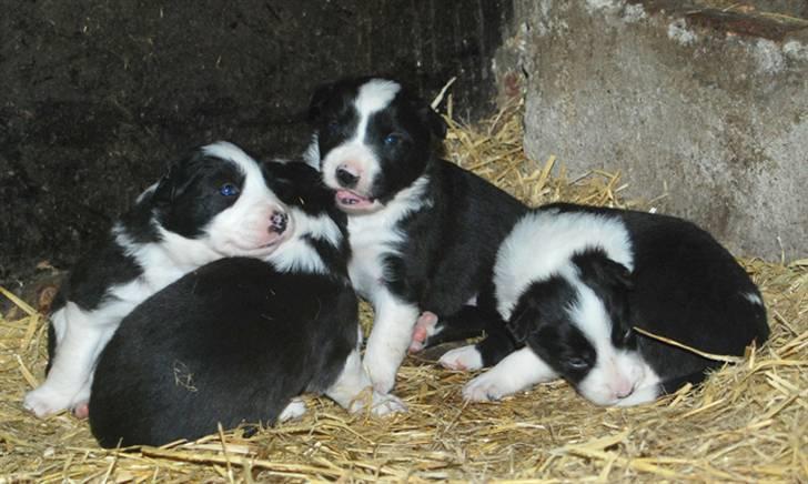 Border Collie hvalpe billede 1