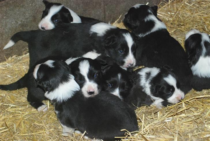 Border Collie hvalpe billede 2