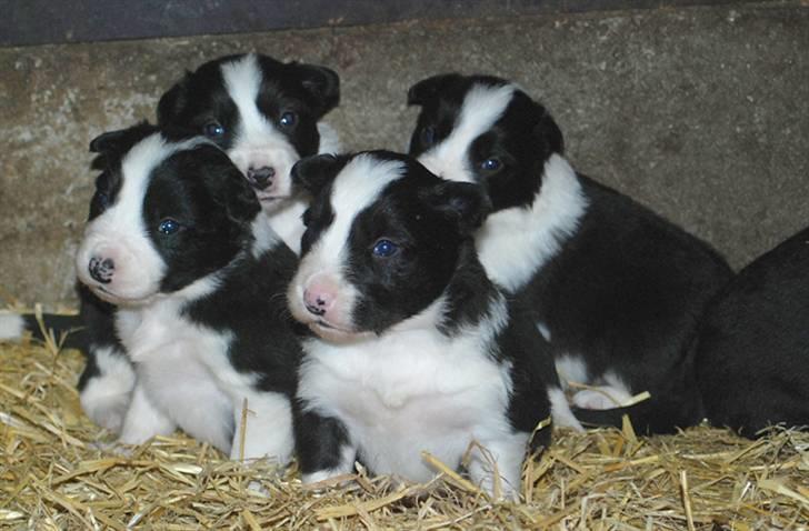 Border Collie hvalpe billede 3