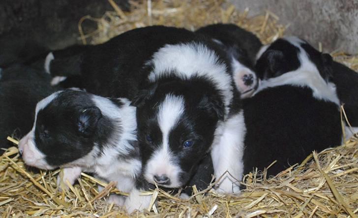 Border Collie hvalpe billede 4