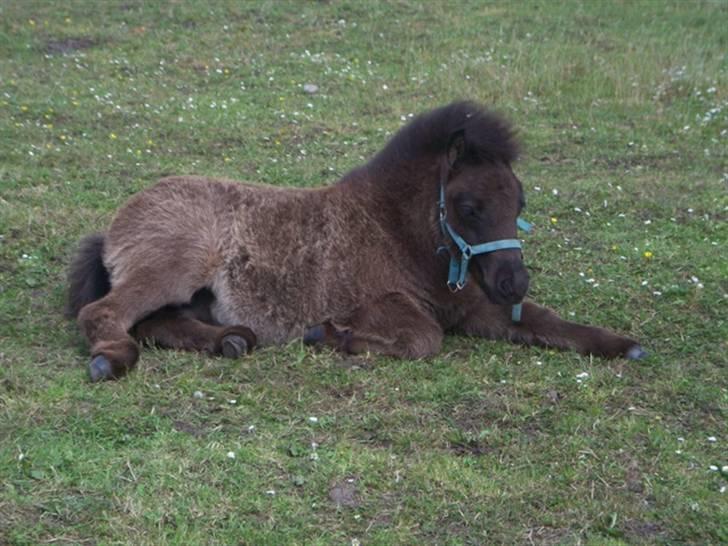 Tidligere heste,føl og ponyer - Ejstrups Payback hingst efter Pamela, sort solgt til Sheila stald vaseli :) billede 13