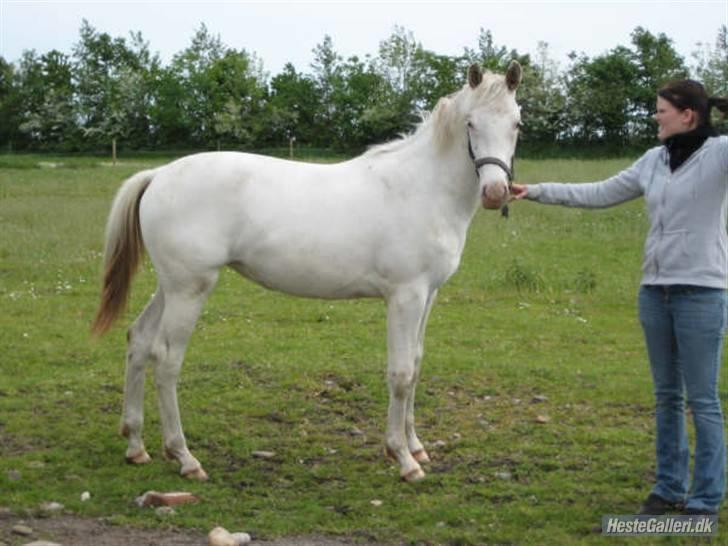 Tidligere heste,føl og ponyer - Ejstrups Callisto solgt Jannikas føl fra 2008, nu solgt til viborg, billede 14