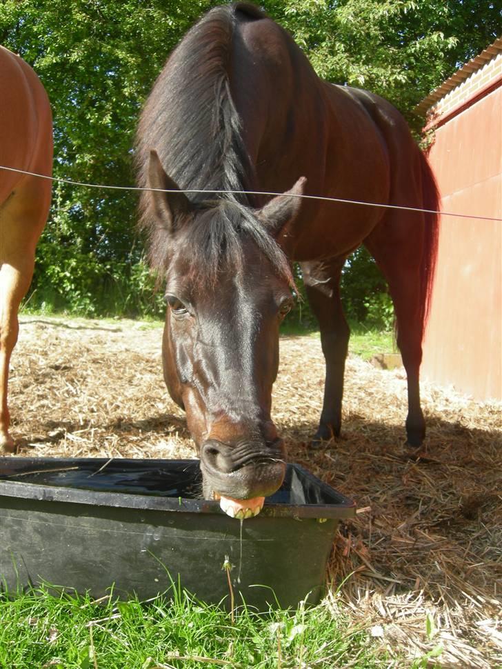 Sjove billeder :) <3 - Fantastiske smukke Prins. Et virkelig smukt portræt taget af Sidsel (; billede 1