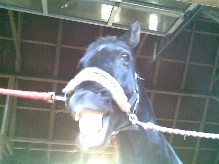 Sjove billeder :) <3 - Se mit SMIL!!!! :) <3 billede 2