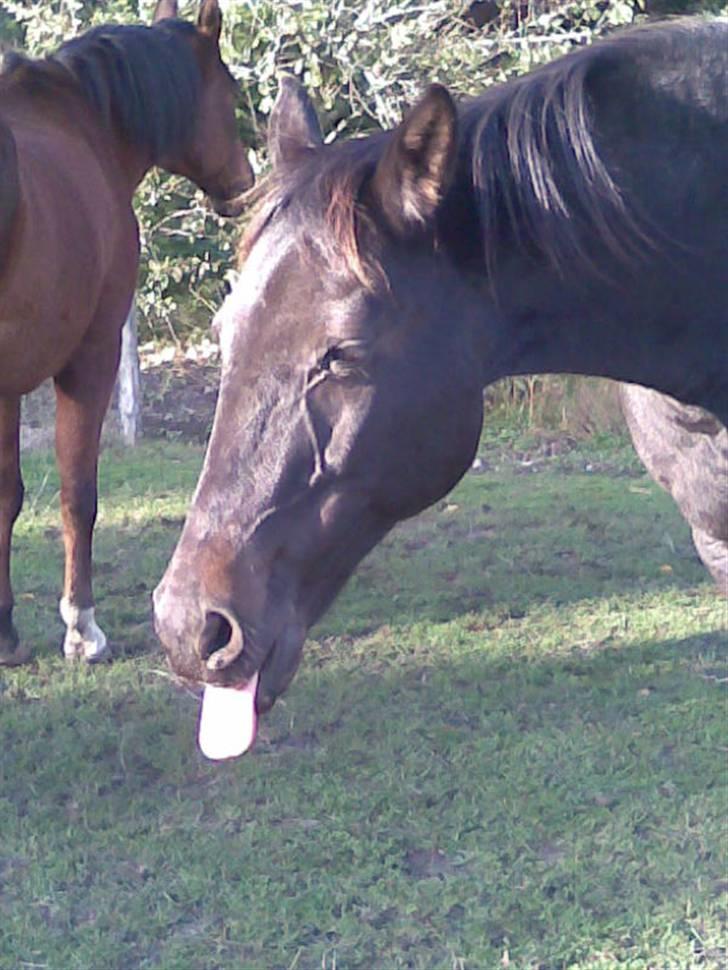 Sjove billeder :) <3 - Min tunge kunne ikke være i munden :P Haha <33 billede 3