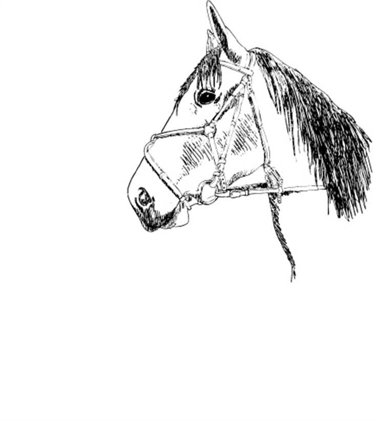 Tegninger og billeder jeg har leget lidt med... - Tegning af Nellie - se originalfotoet i hendes profil, det er billede 12. Min svigerinde som er grafiker har taget billedet, og lavet tegningen til et logo for en rideklub. billede 31